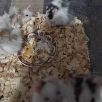 همستر|موش و خرگوش|رشت, پاره بیجار|دیوار