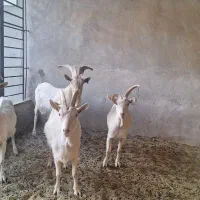 بز سانا|حیوانات مزرعه|لنجان, |دیوار