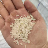 برنج کامفیروزی نو درجه ۱