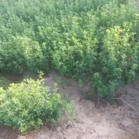 بذر یونجه  تضمینی آبسردو