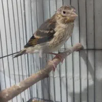 جوجه سهره قناری