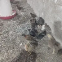 جوجه محلی ۱۸۰ عدد یکجا حراج|حیوانات مزرعه|بهبهان, |دیوار