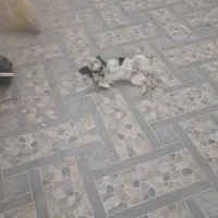 واگذاری سگ خارجی