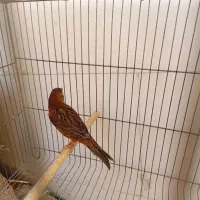 قناری سرخ سوخته  نر