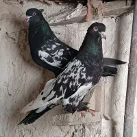 کفتر هوایی|پرنده|شیراز, گچی|دیوار