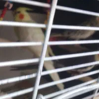 عروس هلندی جفت نر سخنگو|پرنده|پلدختر, |دیوار