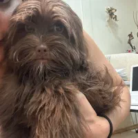 شیتزو پودل|سگ|کرج, گوهردشت|دیوار