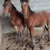 فروشی دو عدد کره جنس نژاد دار