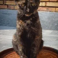 گربه گمشده ماده|حیوانات|تبریز, |دیوار