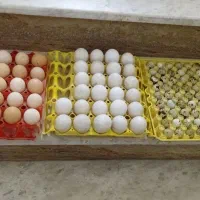 تخم مرغ محلی ، تخم اردک اسرائیلی و تخم بلدرچین