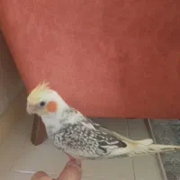 عروس هلندی ابلق رام رام|پرنده|آمل, |دیوار