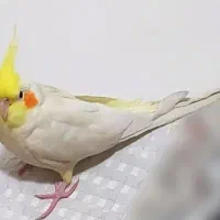 عروس هلندی گمشده ۳ تومن مژدگانی|پرنده|گلستان (تهران), |دیوار