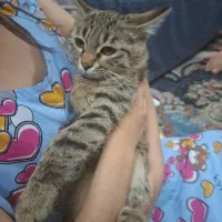 بچه گربه ۳ ماهه