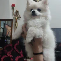 دوعدد پامر ماده