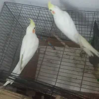 عروس هلندی|پرنده|بیرجند, |دیوار