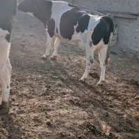 گاو آبستن شیر بالا|حیوانات مزرعه|اسفراین, |دیوار