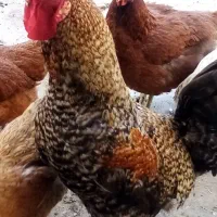 مرغ خروس  رسمی