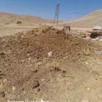 کود حیوانی گاوی