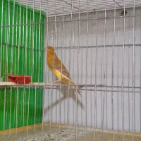 قناری نر شلاقی