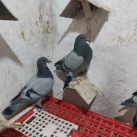 جوجه پلاکی مسافتی|پرنده|مشهد, امیریه|دیوار