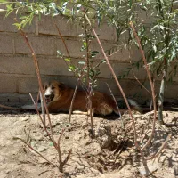 سگ روزگاری ۸ت|سگ|شهرکرد, |دیوار