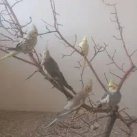 عروس هلندی لوس و نونور|پرنده|سامان, |دیوار