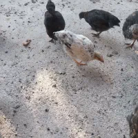 جوجه ۳ ماه