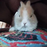 خرگوش|موش و خرگوش|قره چای, |دیوار