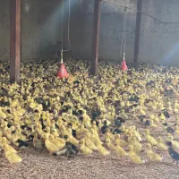 اوردک مرغابی اردک|حیوانات مزرعه|بوشهر, |دیوار