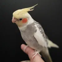 عروس هلندی سخنگو