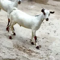 ثلاله قشنگ|حیوانات مزرعه|یزد, |دیوار