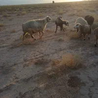 قوچ ترکی سالار|حیوانات مزرعه|شیراز, اصلاح‌نژاد|دیوار