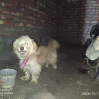 واگزاری سگ شیتزو