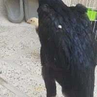 جوجه لاری