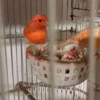 قناری رد فاکتور مولد رو تخم و جوجه|پرنده|گرگان, |دیوار