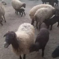 میش و بره .|حیوانات مزرعه|گل تپه, |دیوار