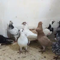 کبوتر رنگی  پرشی