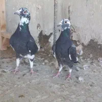 با سلام یک جفت ابلغ سیاه به شرط تخم و جوجه