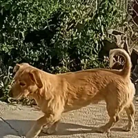 گمشده در شهر بومهن خیابان عسگری|سگ|بومهن, |دیوار