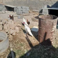 بارنی خروسک،وبوقلمون