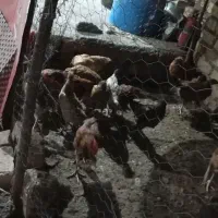 جوجه محلی