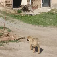 سگ‌پژدر