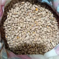 لوبیا دولتی حدود یک تن