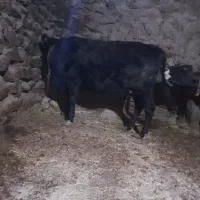 گاووگوساله  گوشت|حیوانات مزرعه|دیواندره, |دیوار