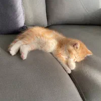 دهکده گربه‌های بی‌نظیر (مجموعه میوهاپ)|گربه|اصفهان, جلفا|دیوار