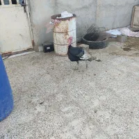 بوقلمون|حیوانات مزرعه|رامشیر, |دیوار