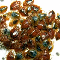 سم پاشی ساس،سم پاشی موریانه،موش،سوسک کابینتی|خدمات نظافت|بندرعباس, |دیوار