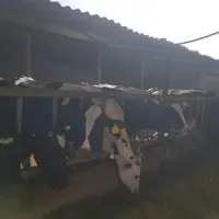 کارگربرای گاوداری شیری