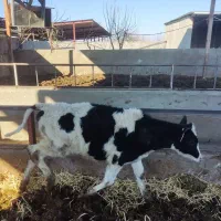 گوساله قطع شیر