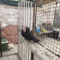 زاغ آبادانی اصیل واکسی|پرنده|شاهینشهر, فردوسی|دیوار